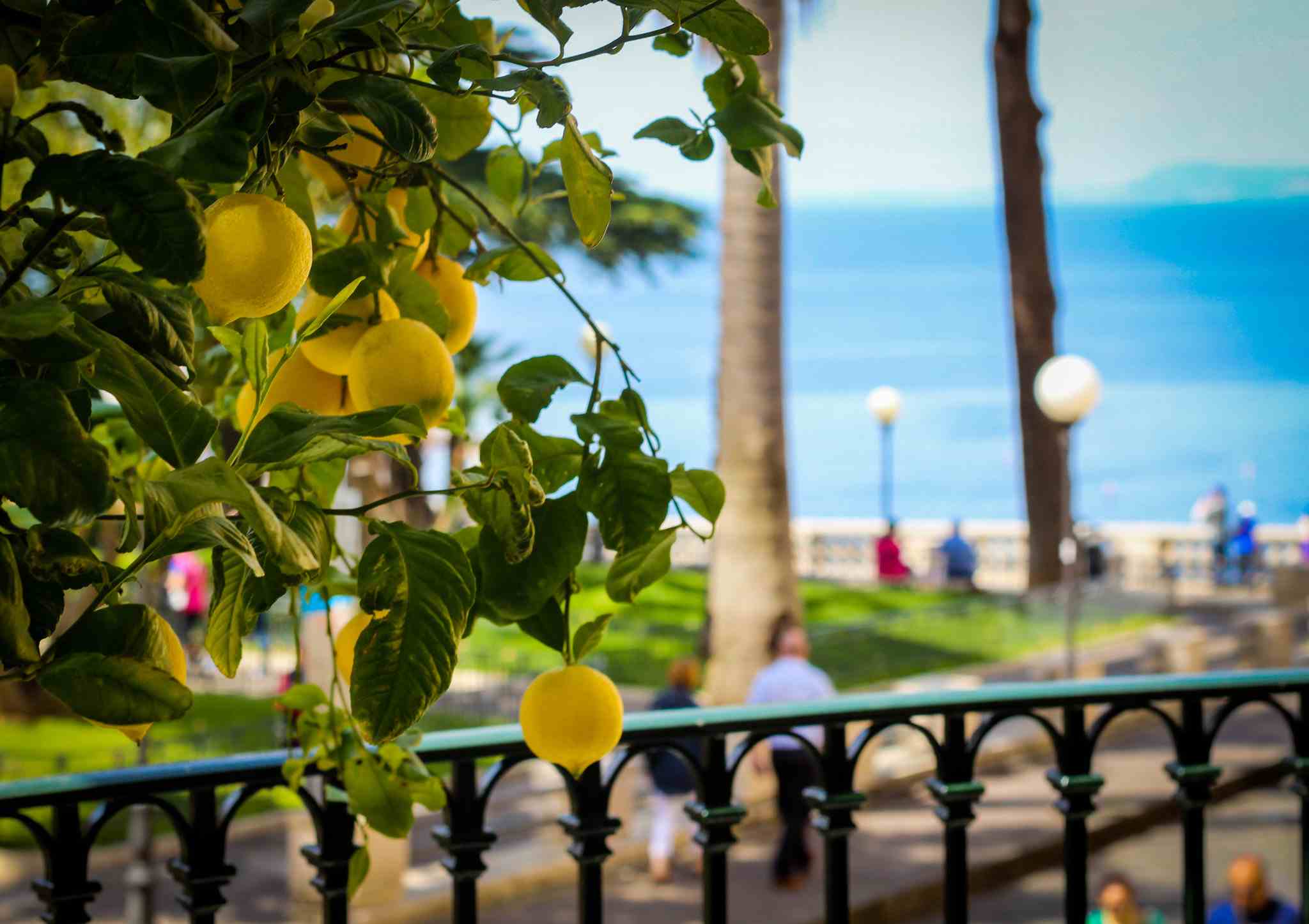 Grand Hotel La Favorita Sorrento