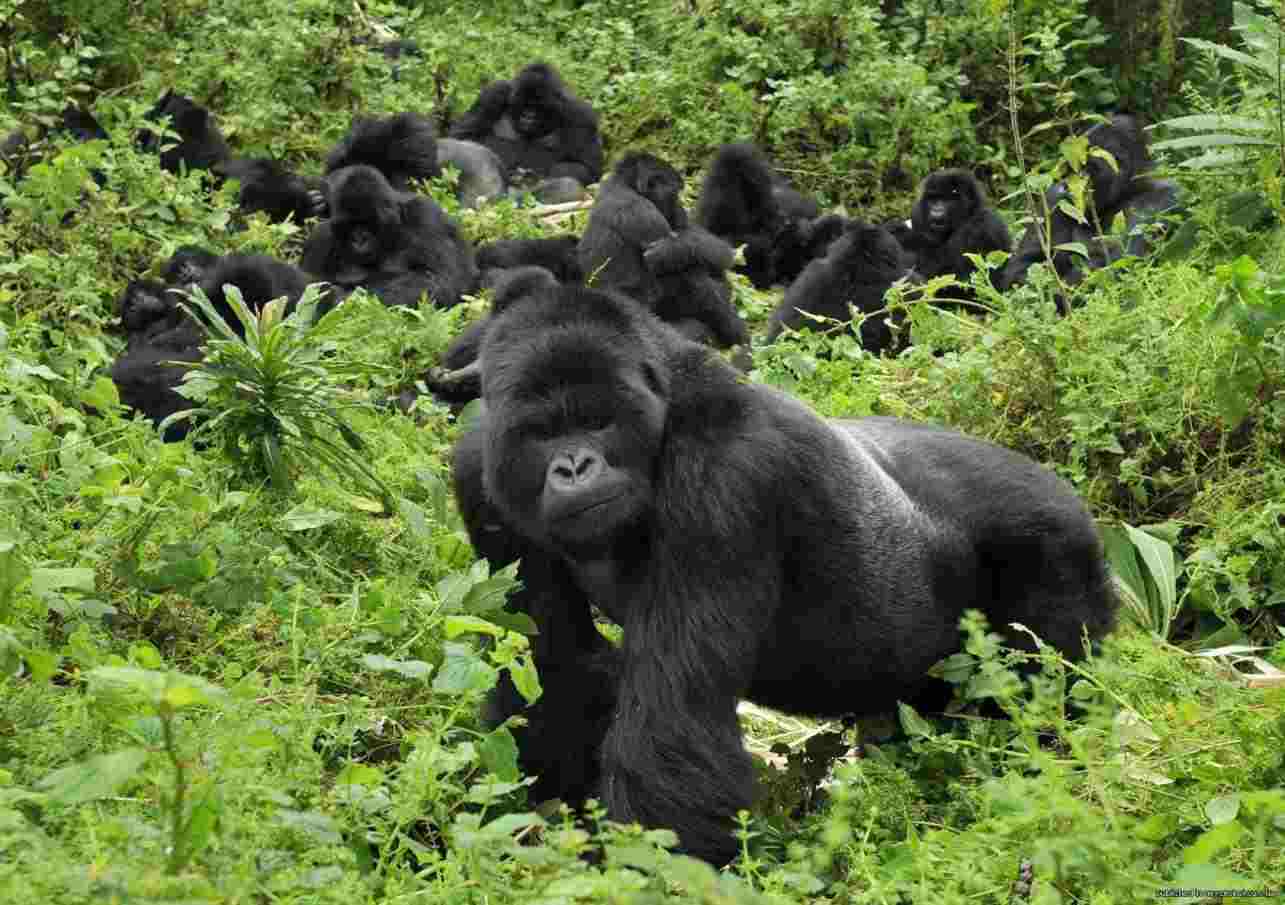 Devine African Safaris Ltd